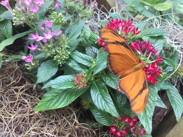 A butterfly at the Key West Butterfly and Nature Conservatory. Photo credit: Karen Kleist.