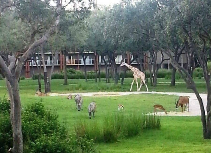 A view from the balcony at Disney's Animal Kingdom Lodge.