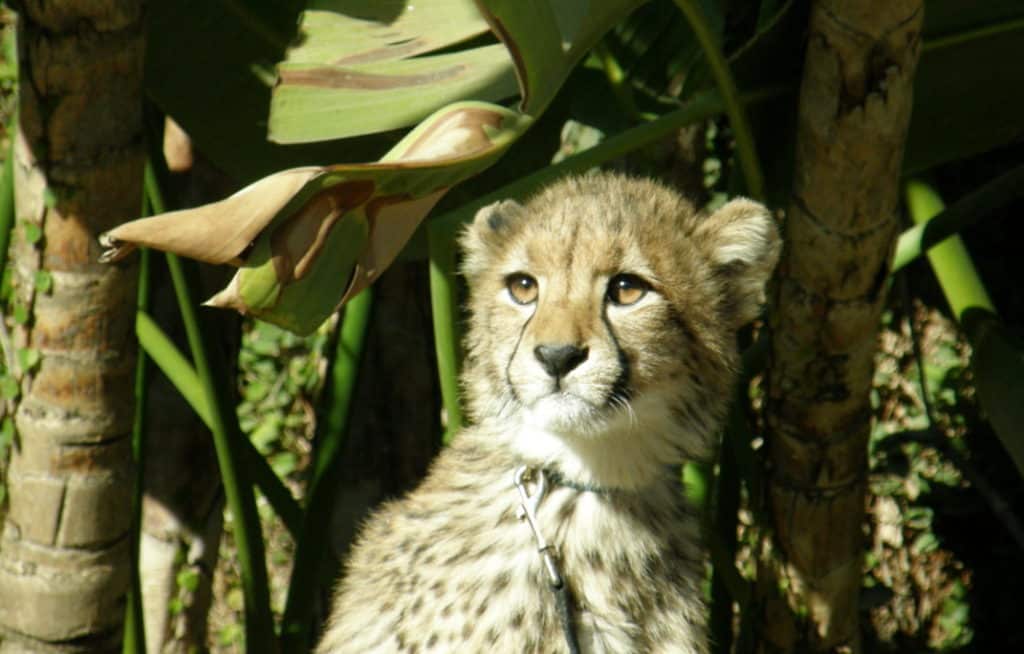 A cheetah prepares for her run at the San Diego Zoo Safari Park. Photo courtesy of Karen Kleist.