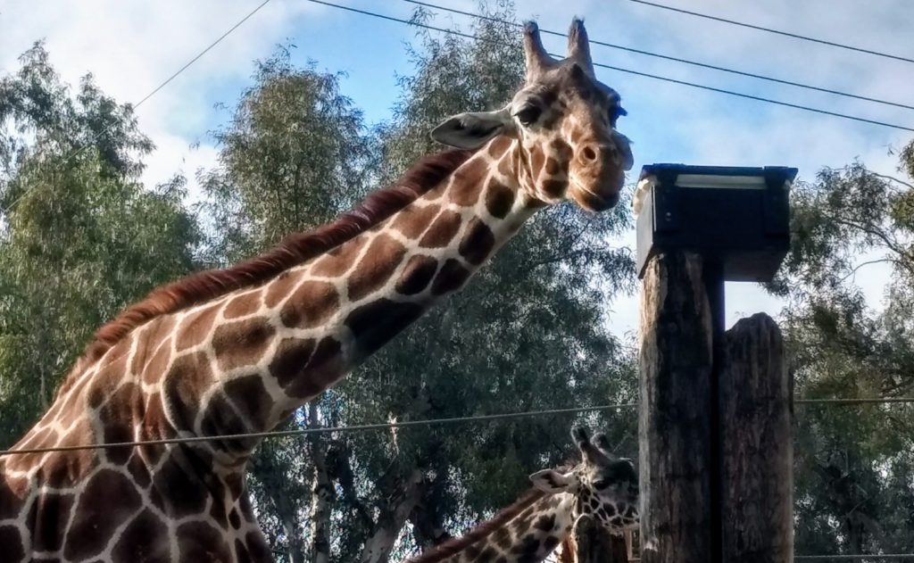 Sacramento Zoo