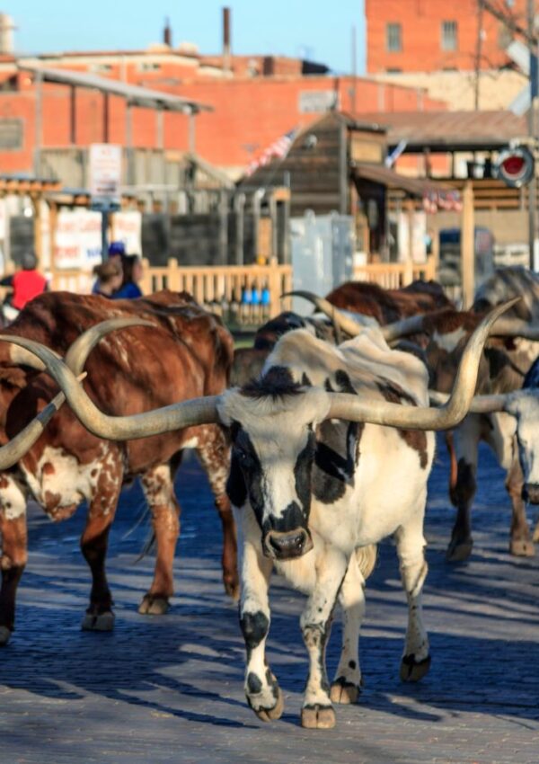 10 Things to Do at the Fort Worth Stockyards with Kids (2025)