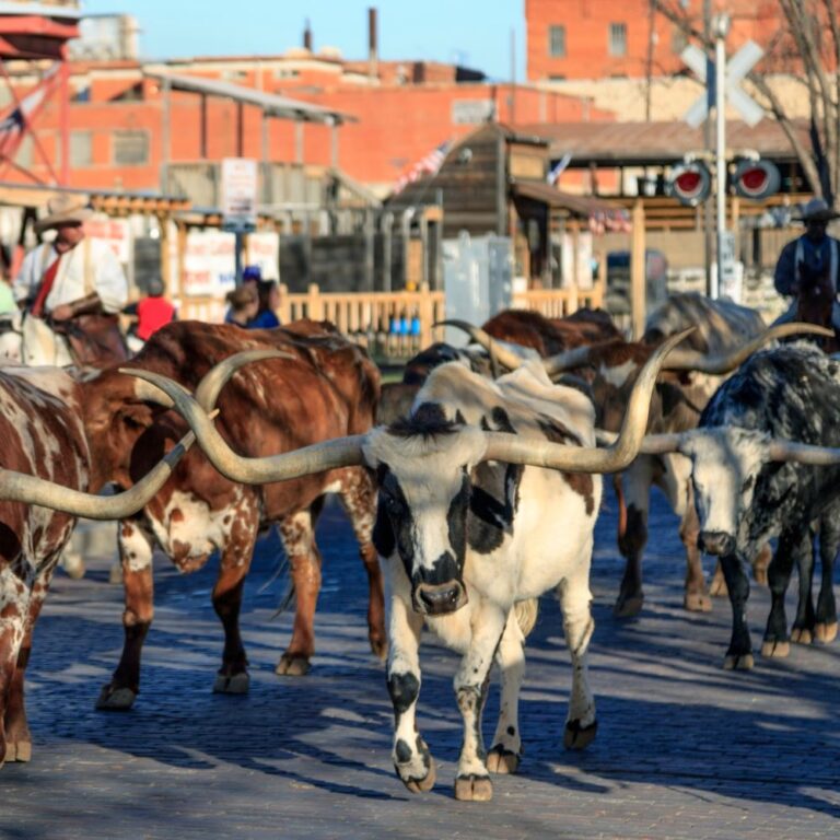 10 Things to Do at the Fort Worth Stockyards with Kids