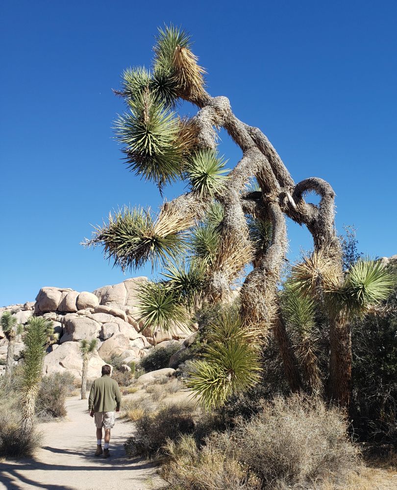 Family-Friendly Hike at Joshua Tree National Park