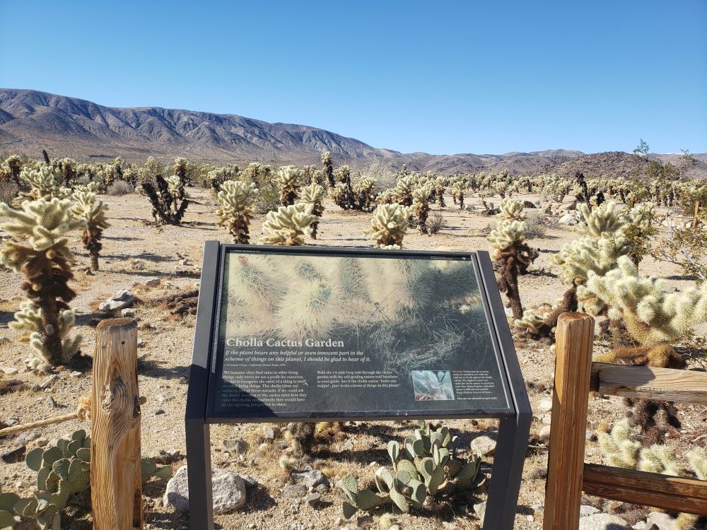 Cholla Cactus Garden Sign