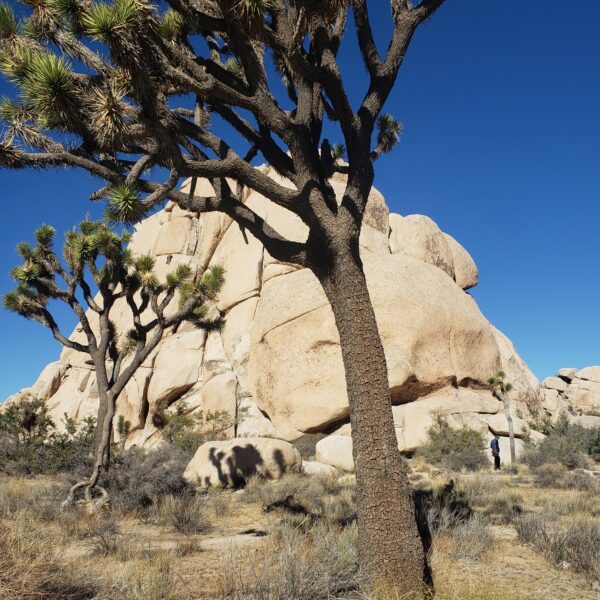 Joshua Tree National Park Hiking Trail