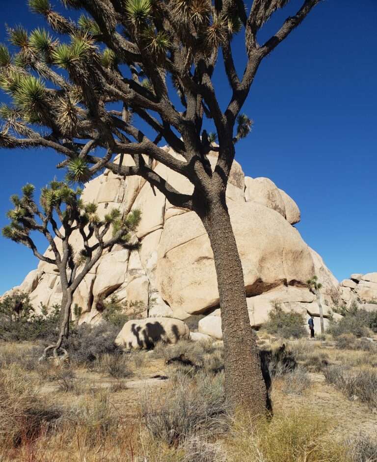 Joshua Tree National Park Hiking Trail