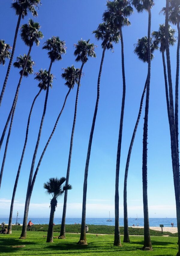 Santa Barbara California Palm Trees