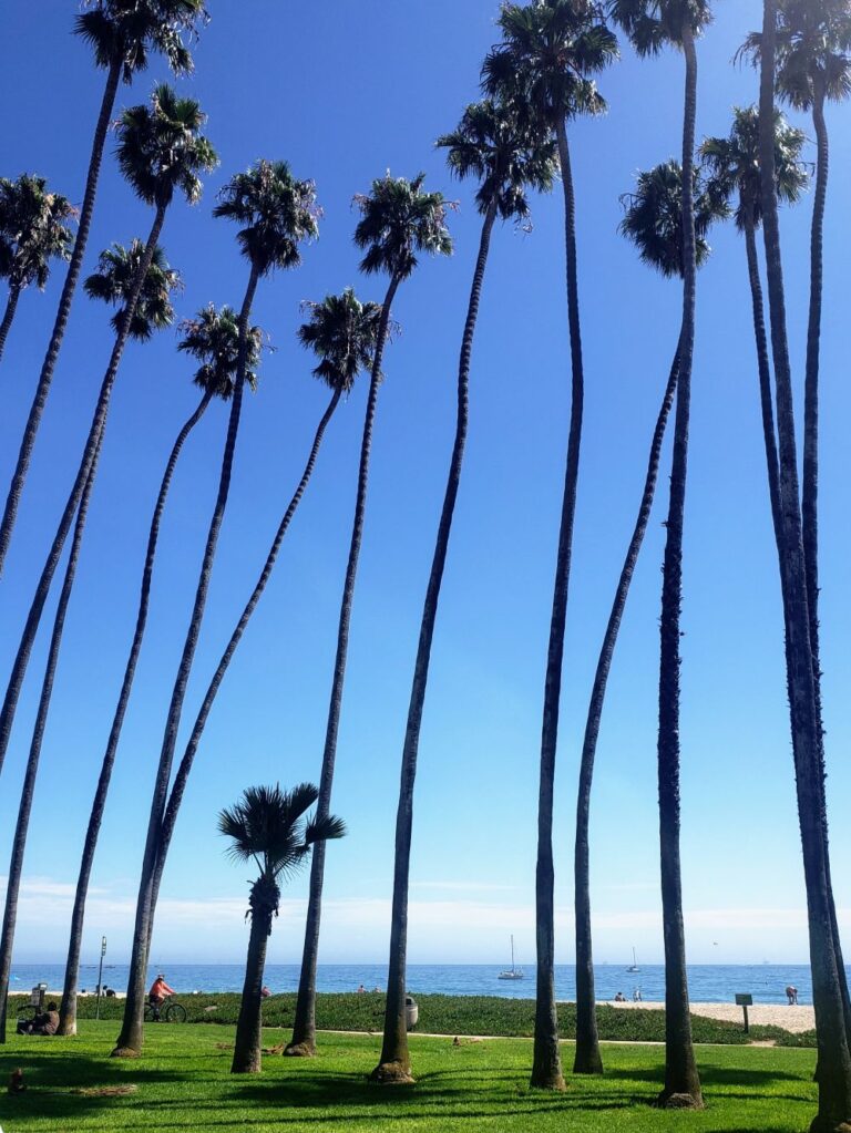 Santa Barbara California Palm Trees