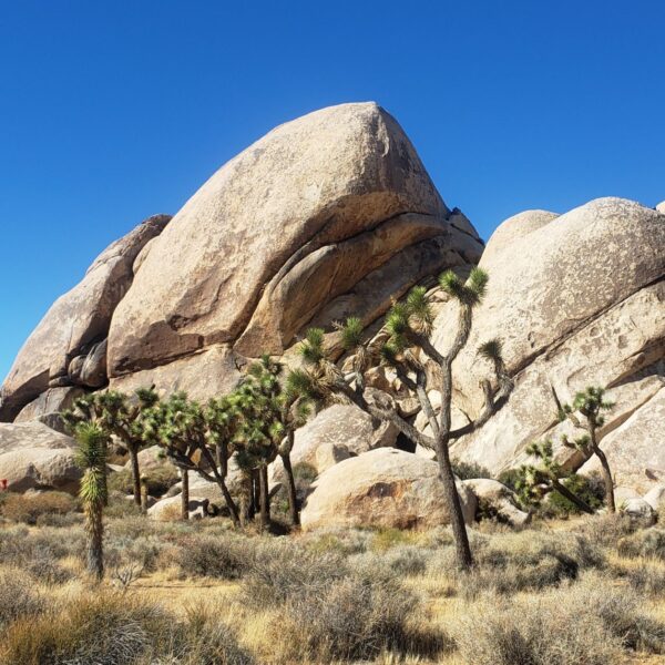 Joshua Tree National Park Hiking Trail