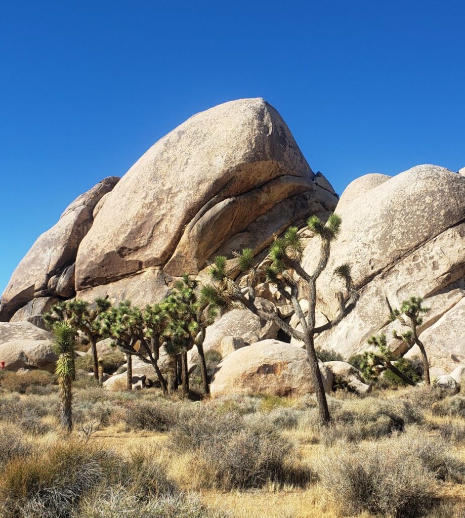 Joshua Tree National Park Hiking Trail