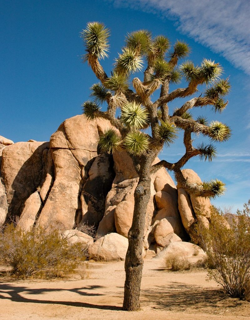 Joshua Tree National Park